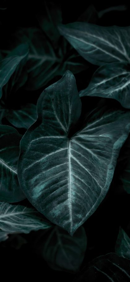 江西教育智慧平台 App 登录界面截图，竖向手机屏幕中央是账号密码输入框与验证码入口，下方有学生、教师、家长三种身份切换标签，薄荷青色按钮位于页面底部，整体留白充足